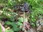 Harkálytintagomba (Coprinopsis picacea), Budai-hegység